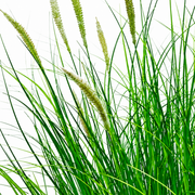 Okrasná rastlina z umelej trávy Foxtail, 67 cm, s 25 koreninami, zelená a biela, bez črepníka