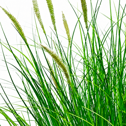 Okrasná rastlina z umelej trávy Foxtail, 67 cm, s 25 koreninami, zelená a biela, bez črepníka