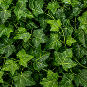 Ghirlandă Artificială din Iederă, 12 Ramuri x 36 Frunze, Verde