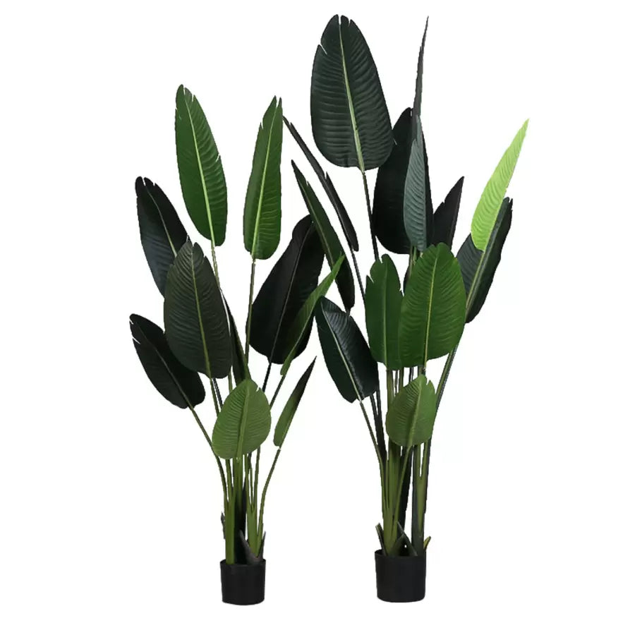 Umelý priechod raja (Strelitzia Nicolai), 11 listov, žiadne hrnce, 160 cm zelená